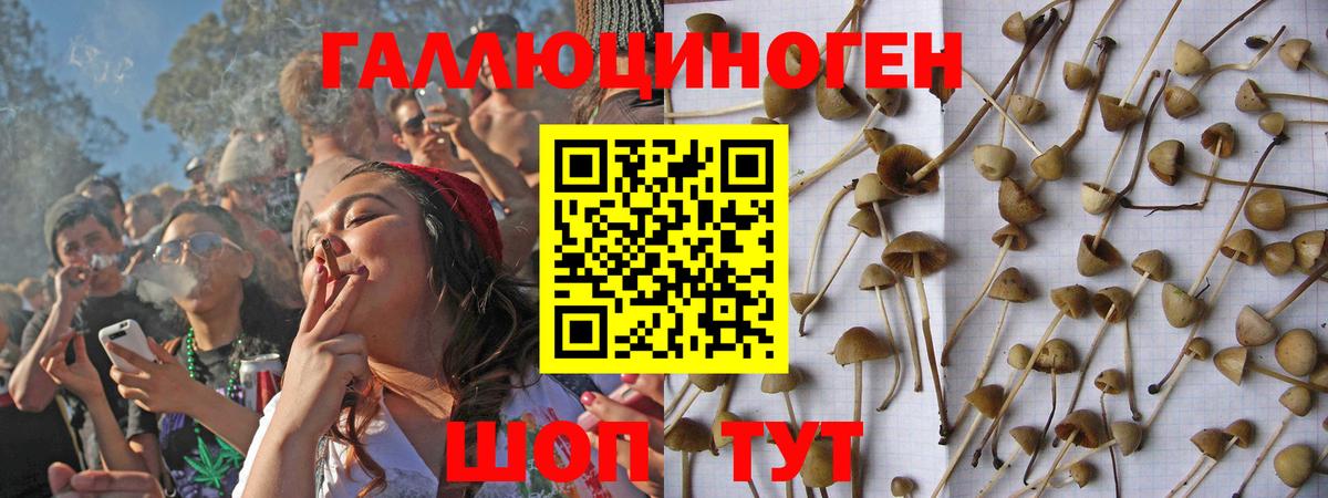 Псилоцибиновые грибы Psilocybine cubensis Дубна